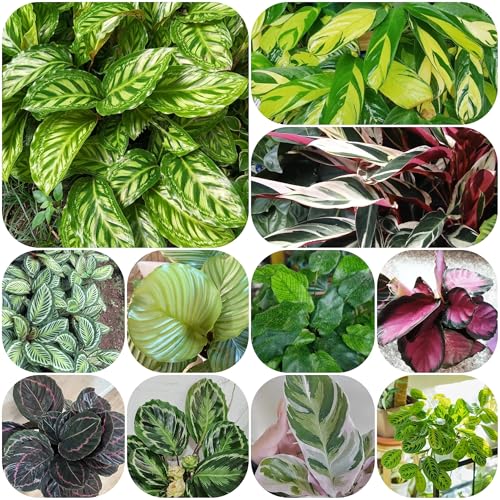 semillas de la planta de arrurruz calathea, Bonsái de interior Bonsái plantas de balcon Decoración de plantas, semillas para bancales elevados Plantas resistentes al invierno para 75pcs