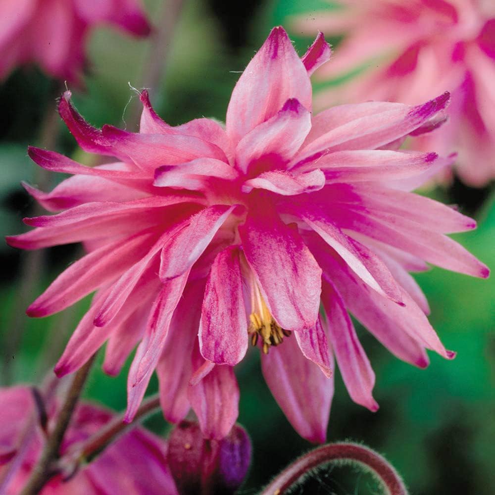 宿根草 西洋オダマキ ローズバロー 3 5号ポット苗 2個セット学名 Aquilegia Vulgaris 39 Rose Barlow 39 キンポウゲ科オダマキ属 宿根草 原産地 ヨーロッパ 別名 アキレギア アキレジア アクイレギア ローズバローは バローシリーズと呼ばれる八重咲きタイプの