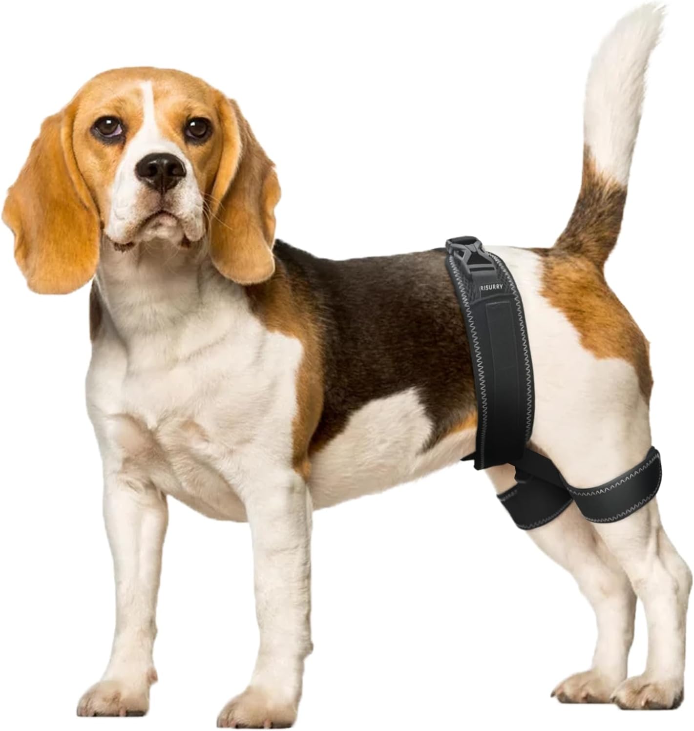 CHAMIN Dog Hip Brace – Support Harness for Hip Dysplasia, Joint Pain Relief, Prevents Hip Joint Issues, Orthopedic Support for Dogs(Medium)