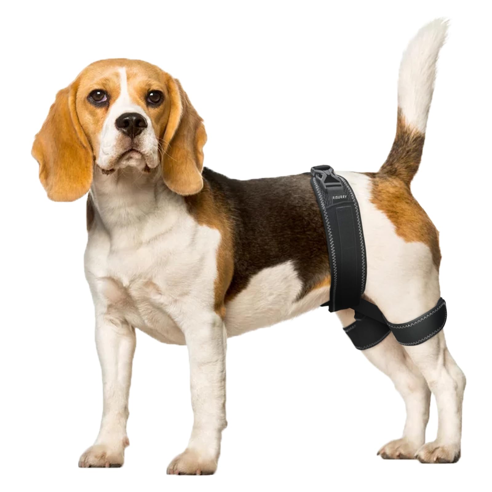Attelle de hanche pour chien CHAMIN harnais de soutien pour dysplasie