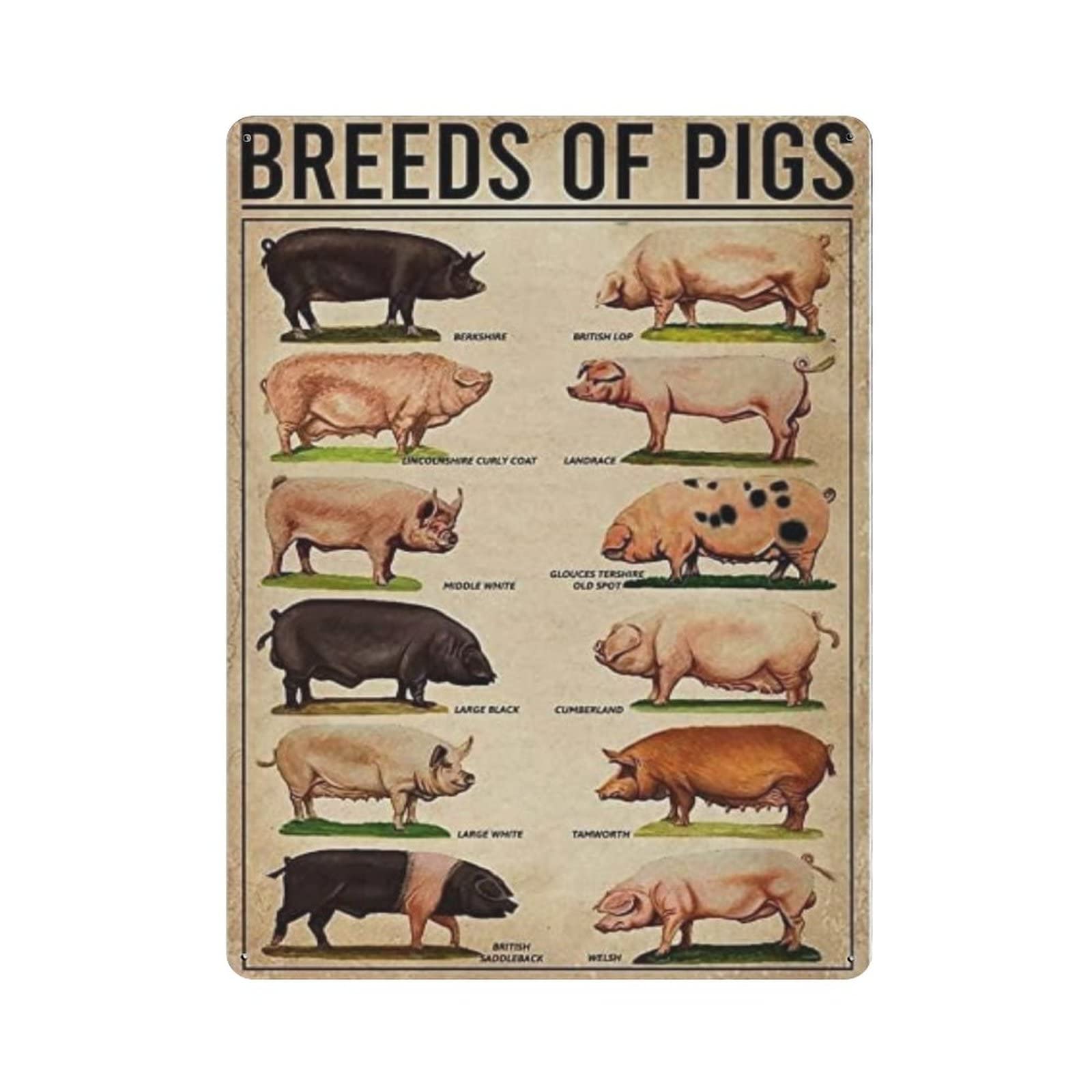 AOOEDM Breeds Of Pigs Farm Vintage Tin Sign Metal Tin Signs for Man Cave Funny Art Wall Plaque Kitchen Bar Pub Coffee Shop Wall Decor