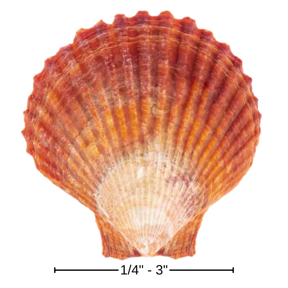Concha Turbo Grande, Concha Marina De 3 Pulgadas, Conchas Marinas Para Decoracion Conchas Para Manualidades~p157983780