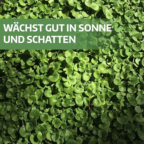 LERAVA® Klee samen dichondra [Kein Mähen erforderlich] - 50m² - Extreme Trockenbeständigkeit - Dichondra repens samen ideal für schattige und sonnige Bereiche - Mikroklee samen rasen - 500g