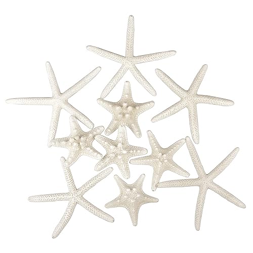Jangostor 12 PCS Starfish 2-6 Inch Mixed Starfish Natural Seashells