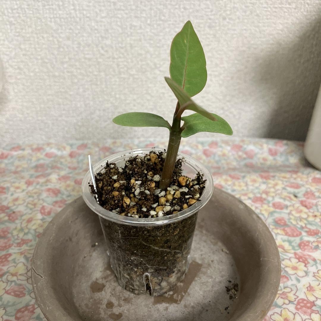 Amazon.co.jp: プルメリア 超レア品種 The sun 実生苗 T30 : DIY・工具