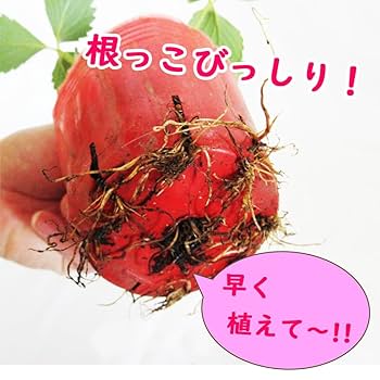 Amazon.co.jp: 【 イチゴ 】 選べる イチゴ いちご 苗 3ポット