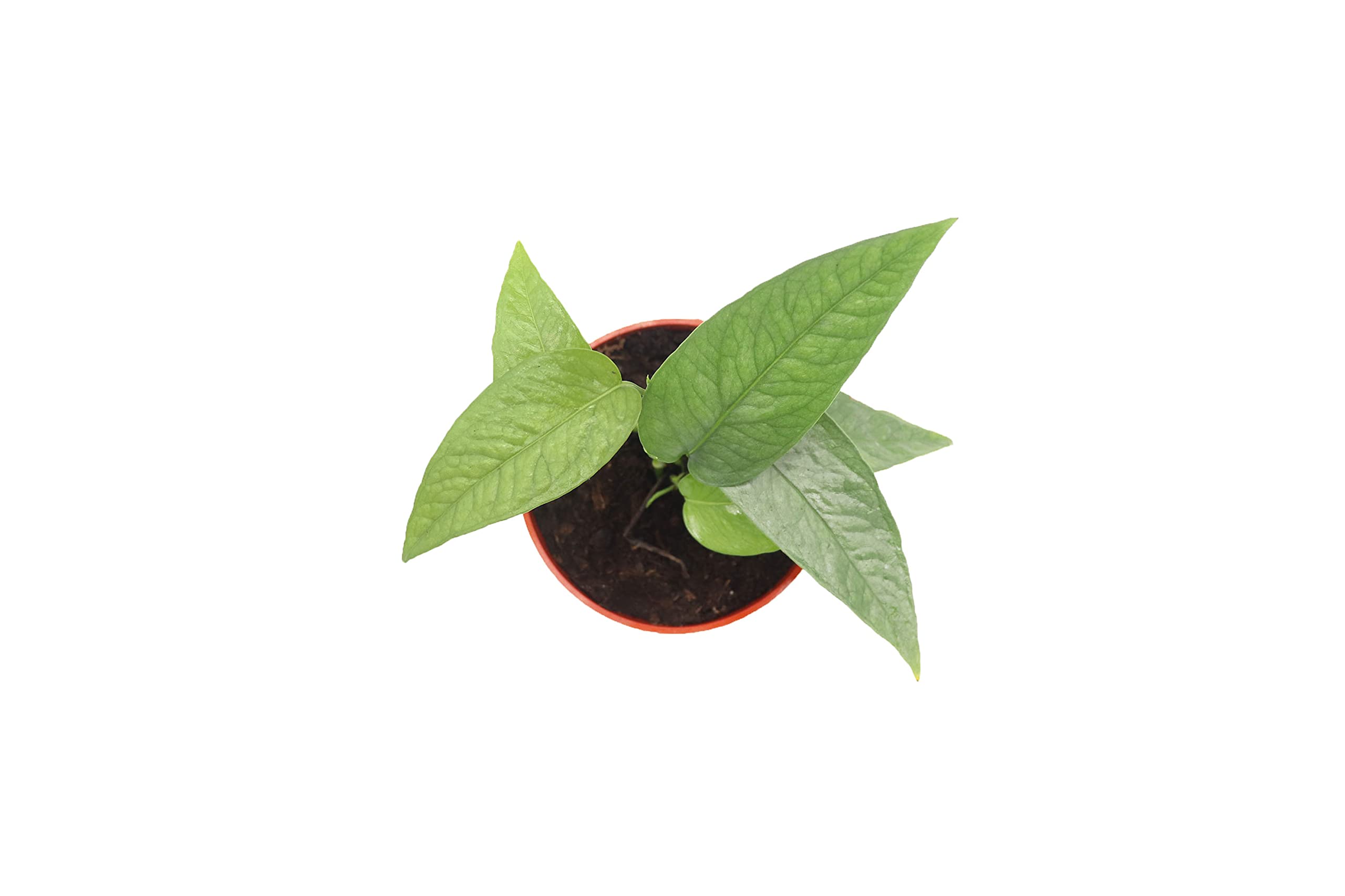 California Tropicals Cebu Blue Pothos