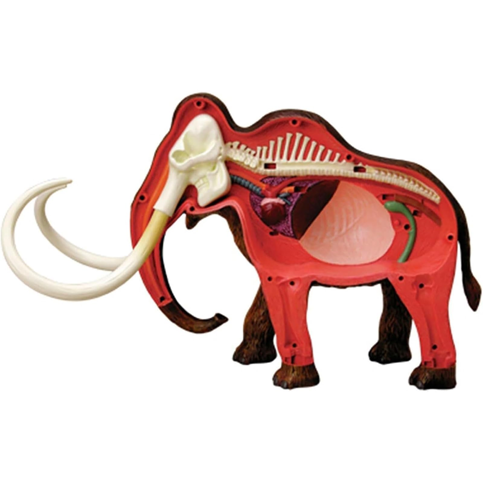 Modelo anatómico de mamut 4D, kit de 30 piezas extraíbles con órganos y partes del cuerpo, for clínica veterinaria, formación veterinaria, demostración docente escolar.