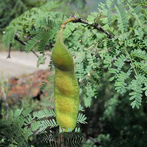 Gum Arabic Tree Seeds (Acacia Senegal) 5+ Seeds In Frozen Seed Capsules For The Gardener & Rare Seeds Collector - Plant Seeds Now Or Save Seeds For Many Years #TOP2
