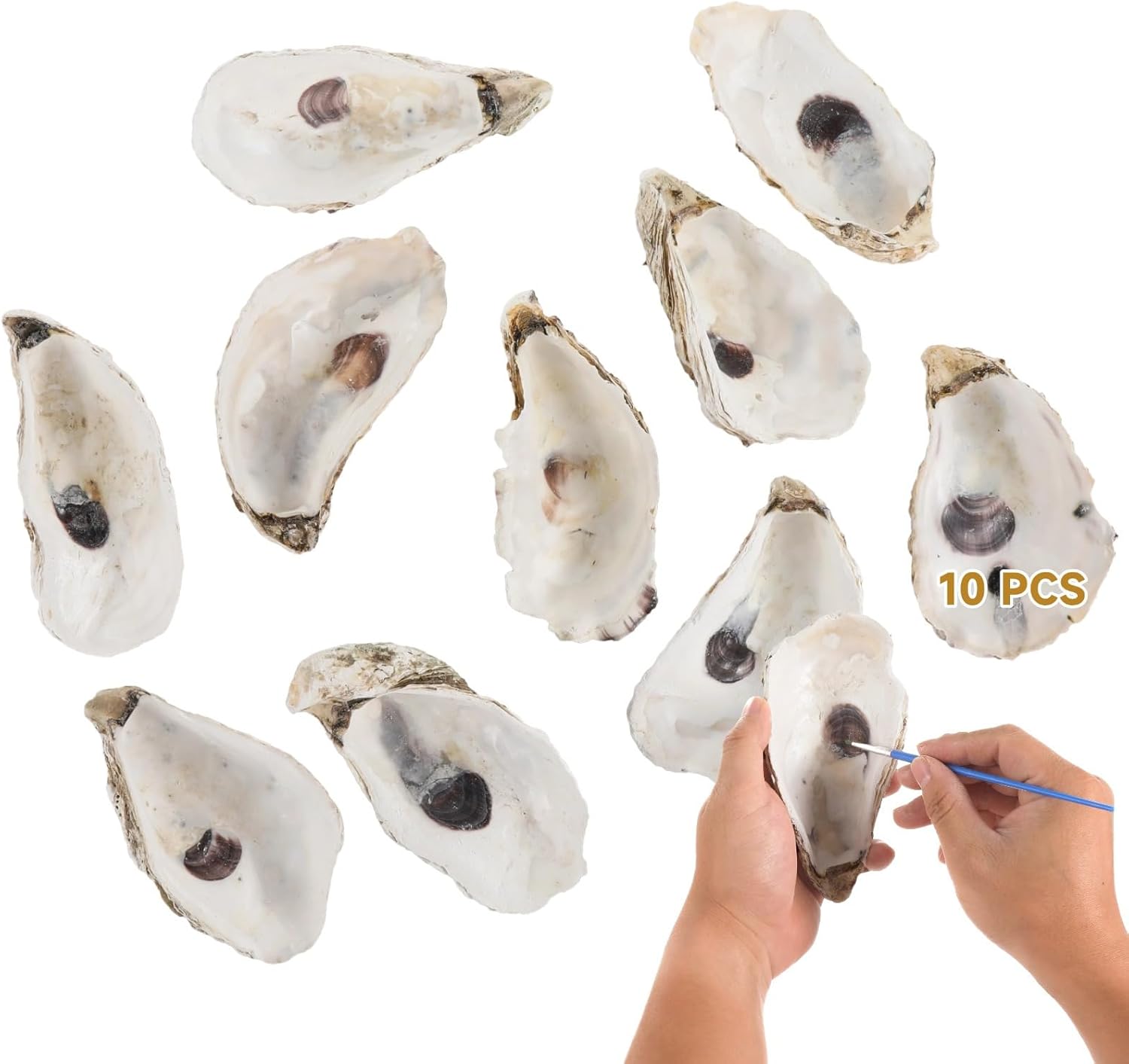 10 Oyster Shells, 5-6 in, North Sea, Craft, Decor