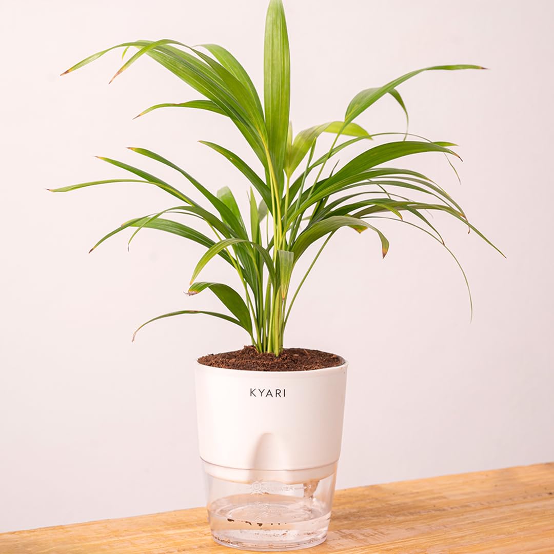 KYARI Areca Palm Indoor Plants for Living Room | Live Plants | Plants with White Pot for Home | Air purifier plants | Plants for Home Decor | Plants for garden | Indoor Plants for bedroom (B0BSBRRX5V) Amazon Price History, Amazon Price Tracker