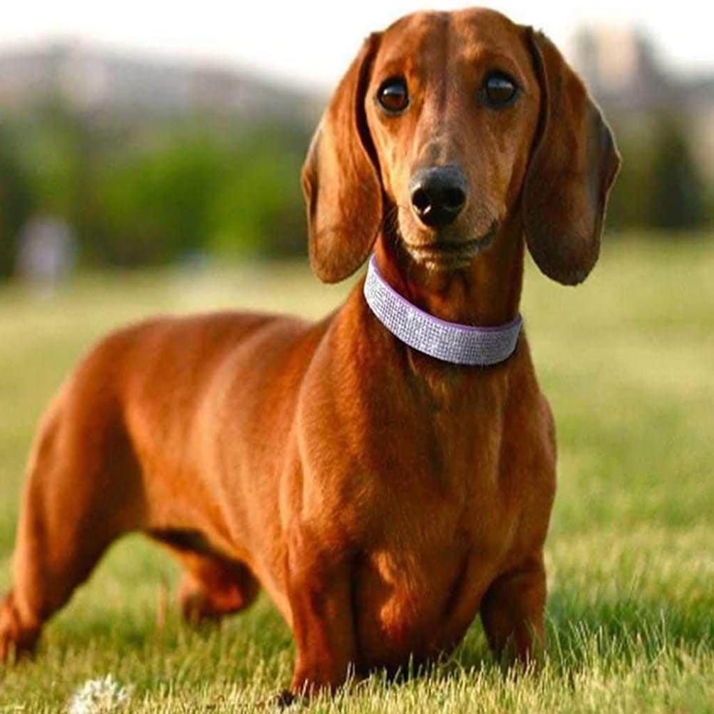 Collare Per Cani Con Diamanti Sintetici - Regolabile, Taglia S (27-33cm), Rosso, PU Ipoallergenico