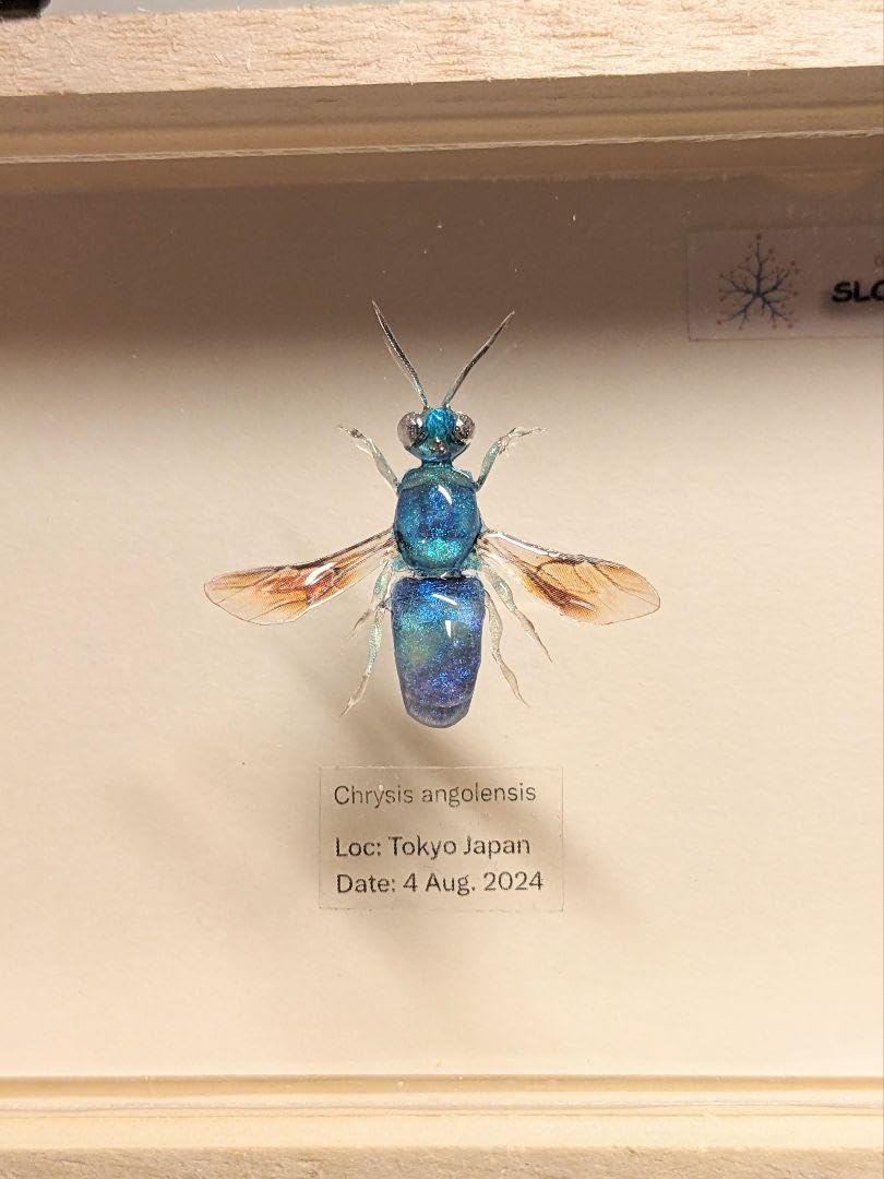 Amazon.co.jp: クロバネセイボウ 35ミリ : 文房具・オフィス用品 