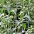 Fencer Wire 14 Gauge Galvanized Welded Wire Fence, 2" x 4" Mesh Opening for Vegetables, Garden Fruits & Animals Enclosure