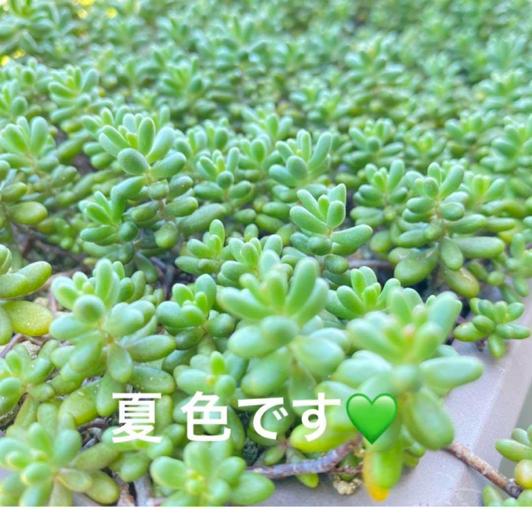 観葉植物 多肉植物 セダム ベッラデインヴェルノ カット苗