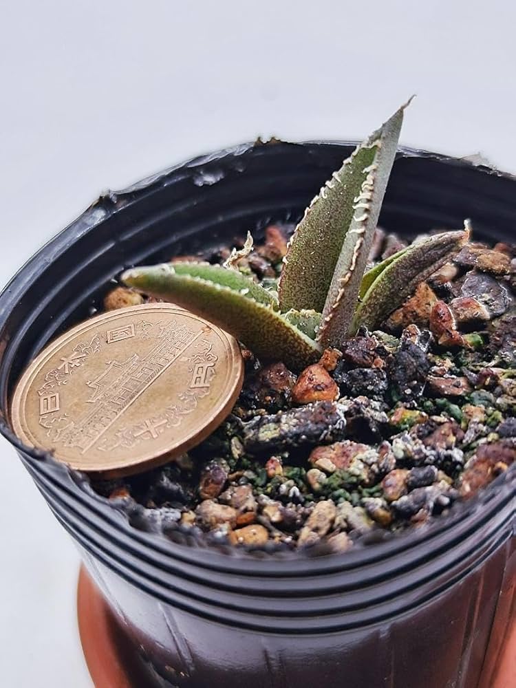 Amazon.co.jp: XM07 白豪刺（アガベ チタノタ） : ホーム＆キッチン