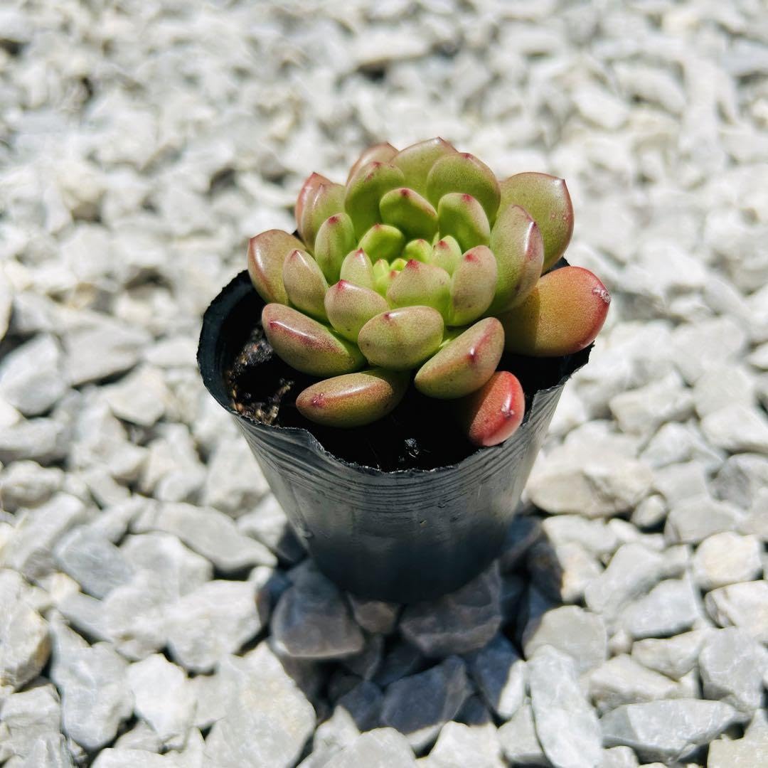 多肉植物 ピンクルルビー♡抜き苗 Amazon.co.jp: ピンクルルビー 子株付き 抜き苗 エケベリア 多肉