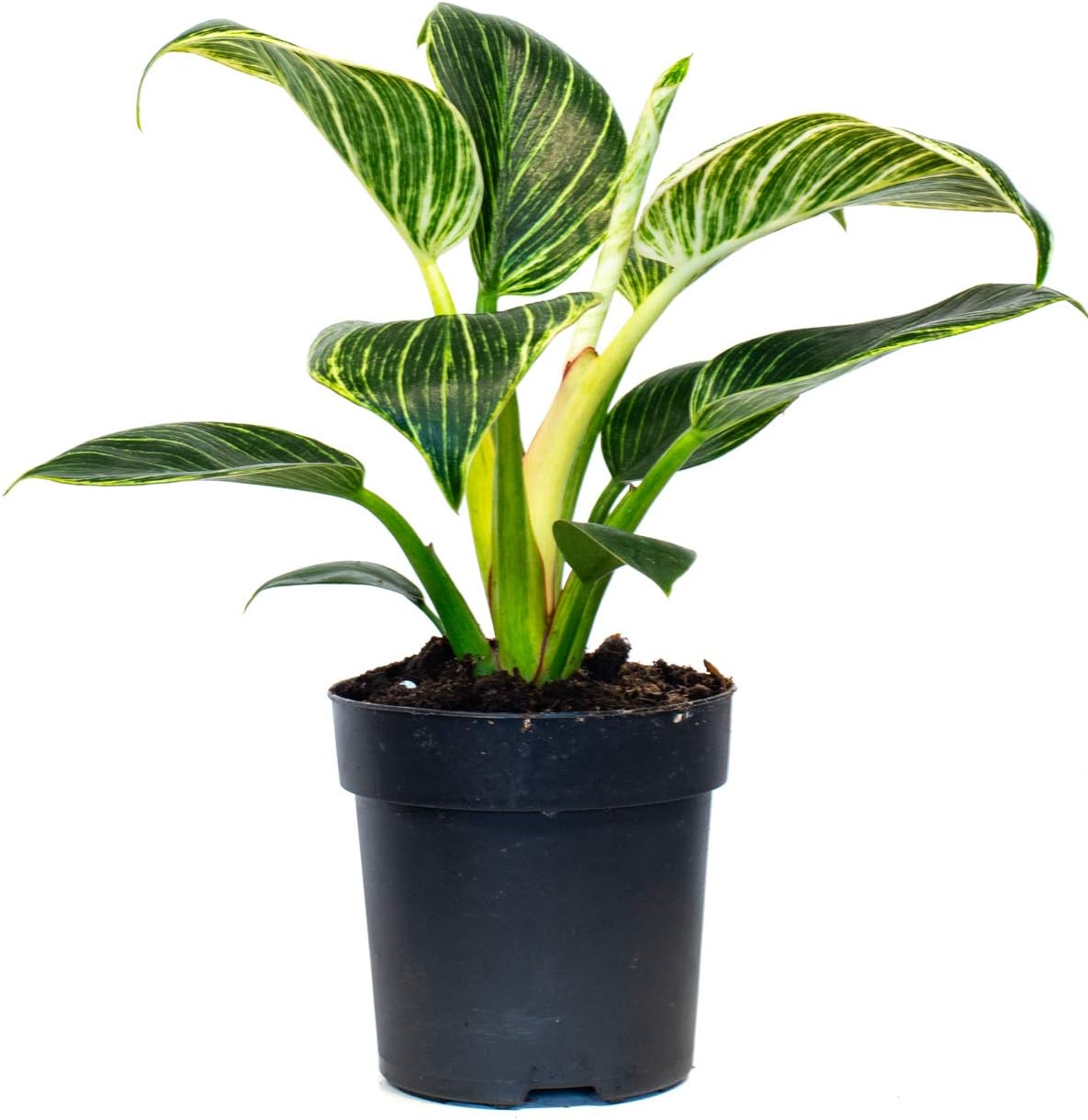 Philodendron Birkin