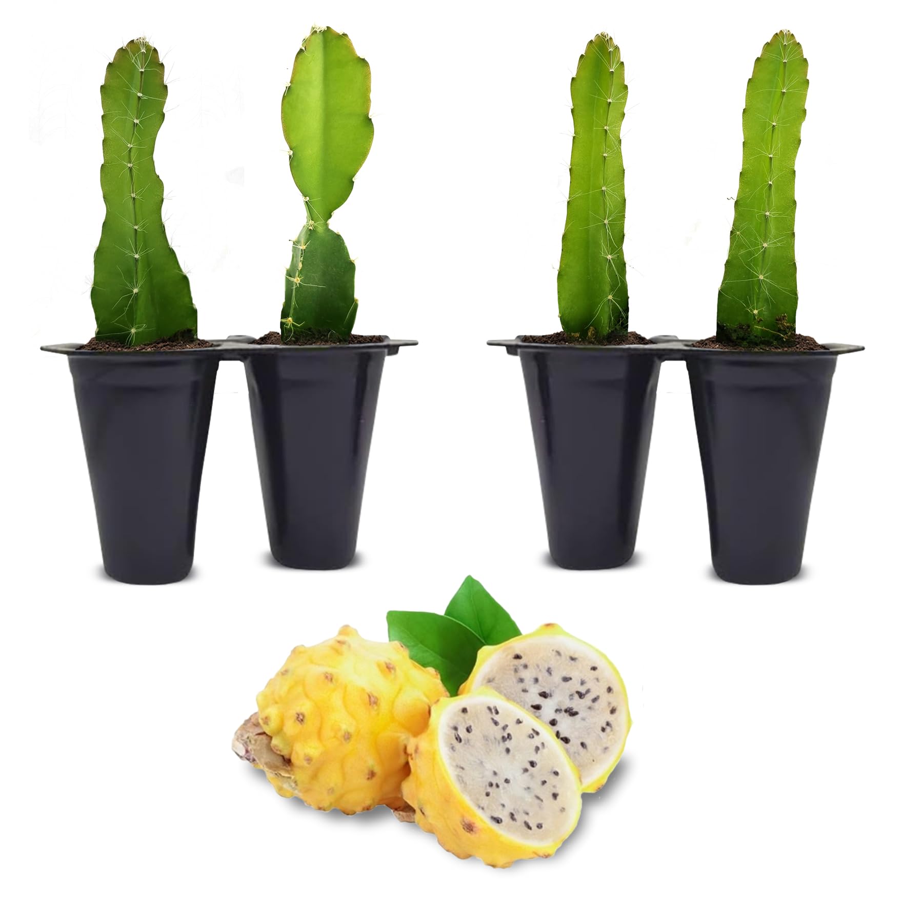Fam Plants Yellow Dragon 4 Pack