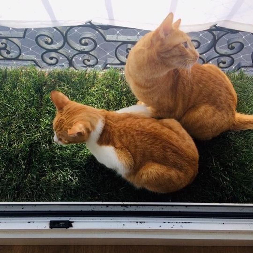 Arenero para Gatos, Cama de Césped Natural, Hierba Gatera, Alfombra Olfativa (117cm x 40cm - Pack XL)
