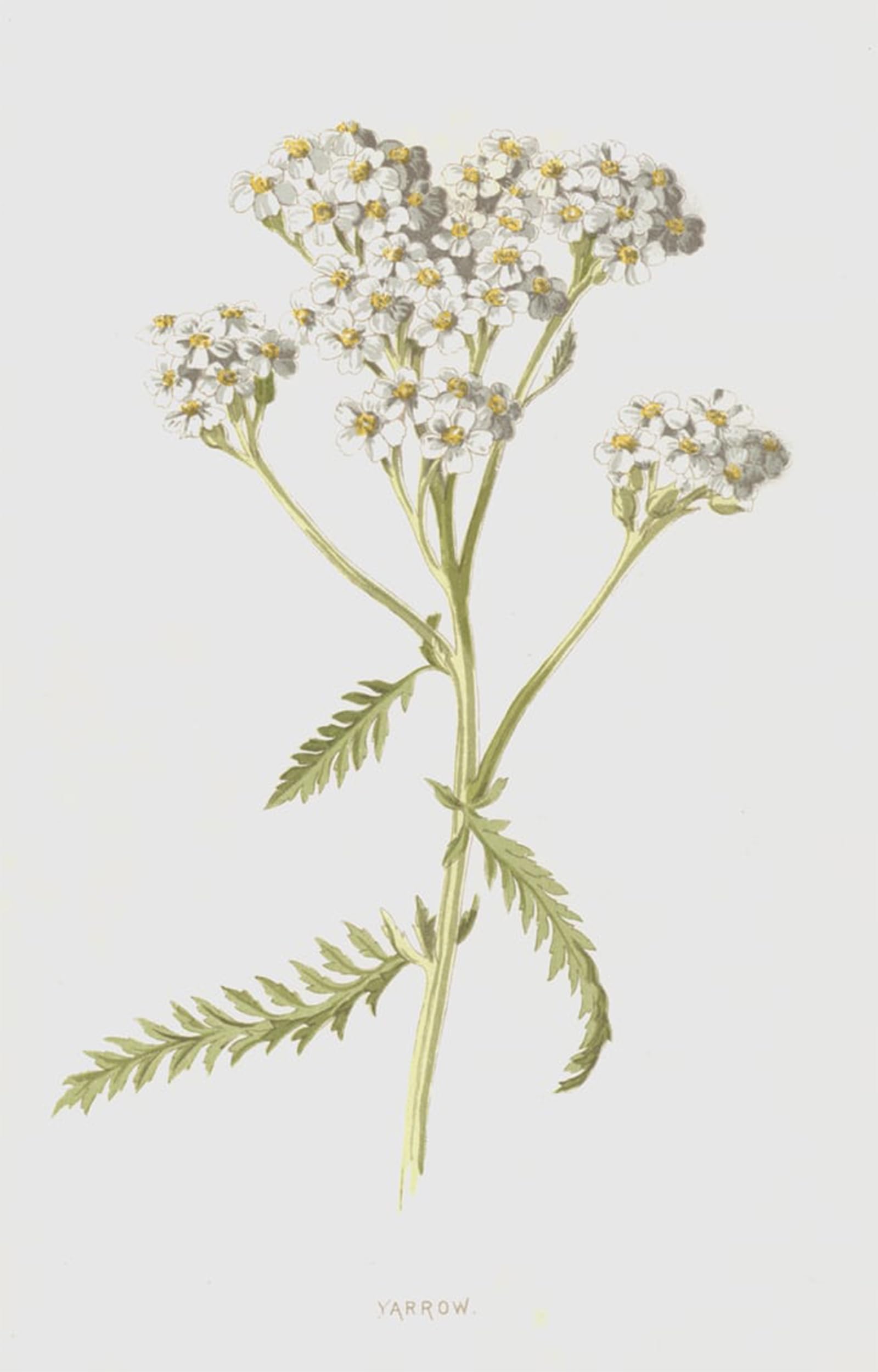 SERENDIPITP Abstract Painting Mural Print Picture Wall Decor Painting Yarrow by Frederick Edward Hulme Vintage Wall Artwork for Home Decor 60x90cm