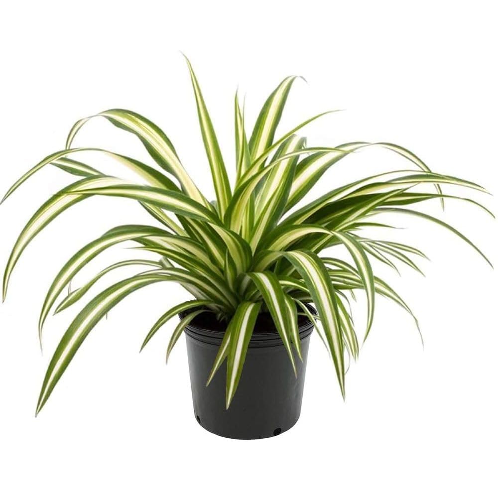 Spider Plant Live Plant Indoor & Outdoor Easy to Maintain for Living Room, Home, Office, Table, Kitchen & Desk Decor | NASA Recommended Air Purifier Plant | Small Size with Black Pot. (B0D3TDWZGJ) Amazon Price History, Amazon Price Tracker
