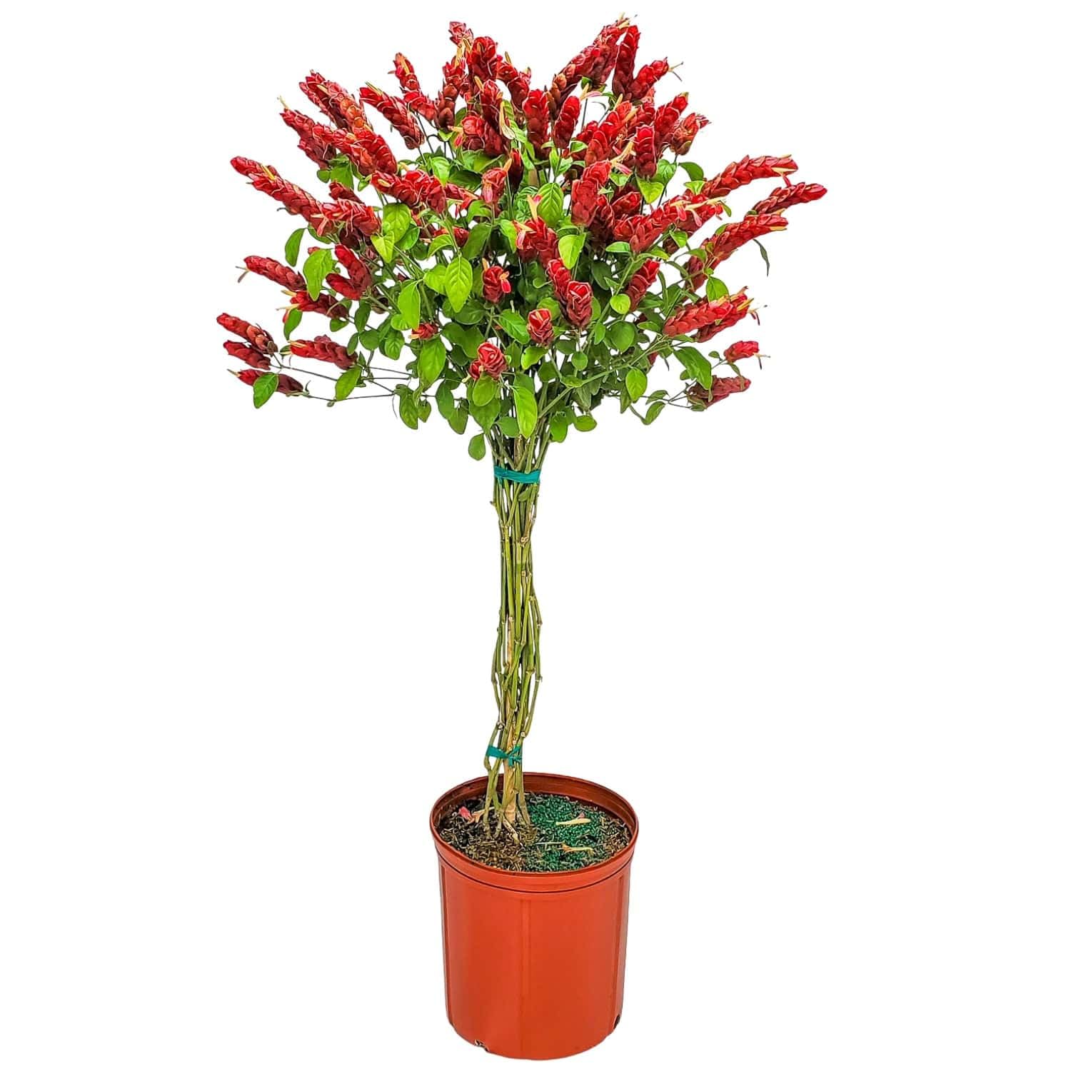 Braided Shrimp Tree