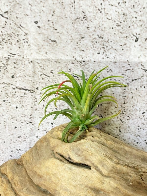 Amazon.co.jp: Frontier Plants現品チランジア イオナンタ ヴァリエ