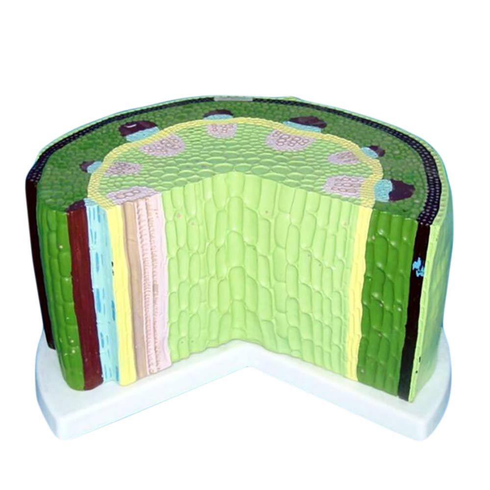 Buy Professional Educational Model Dicotyledon Model Biological