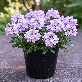 Light Lavender Verbena Plants