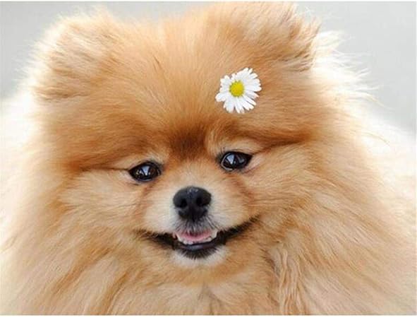 pomeranian puzzle