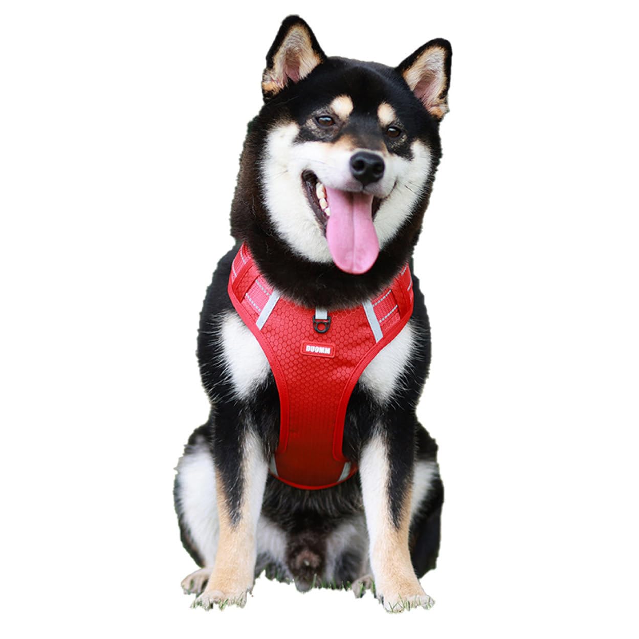 【サイズXS】　ジードッグ　メッシュハーネス　リード　セット サイズXS】 ジードッグ メッシュハーネス リード セット 楽天