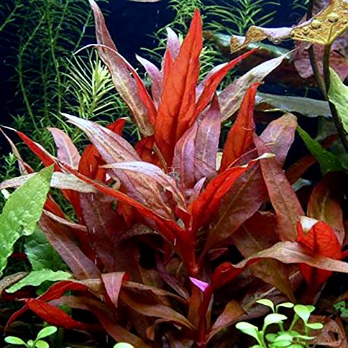 Aquatic Discounts Alternanthera + Hornwort - 2 Types Of Easy/Beginner Live Aquarium Plants thumb #1