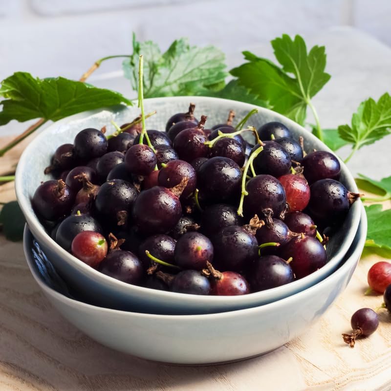 Gooseberry Plant Live for Planting, Jostaberry Gooseberry Currant Cross Starter Plant, Gooseberry Bush Live Plant, Gooseberry Fruits