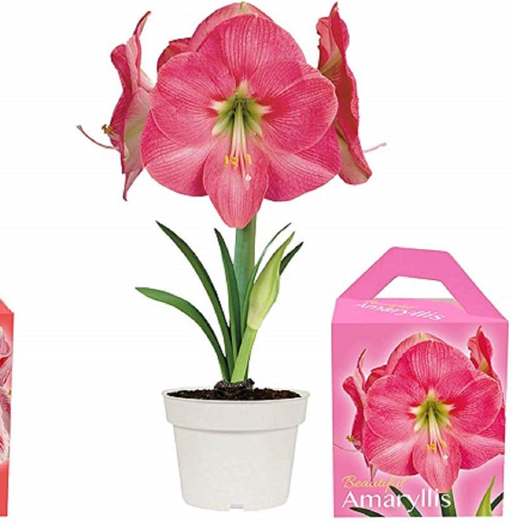 Amaryllis Pink Holiday Gift Growing Kit. Includes: Big Bulb, Plastic Pot and Saucer, and Professional Growing Medium