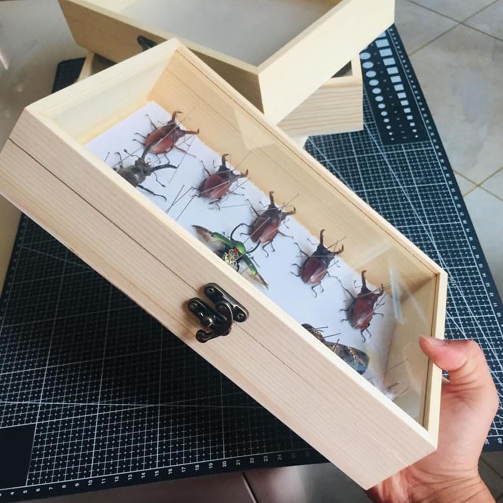 ULTECHNOVO Caja Vitrina De Mariposas Con Tapa Transparente Antipolvo Para Colección De Insectos Y Muestras 15X8.66X2.16 Pulgadas Artesanal