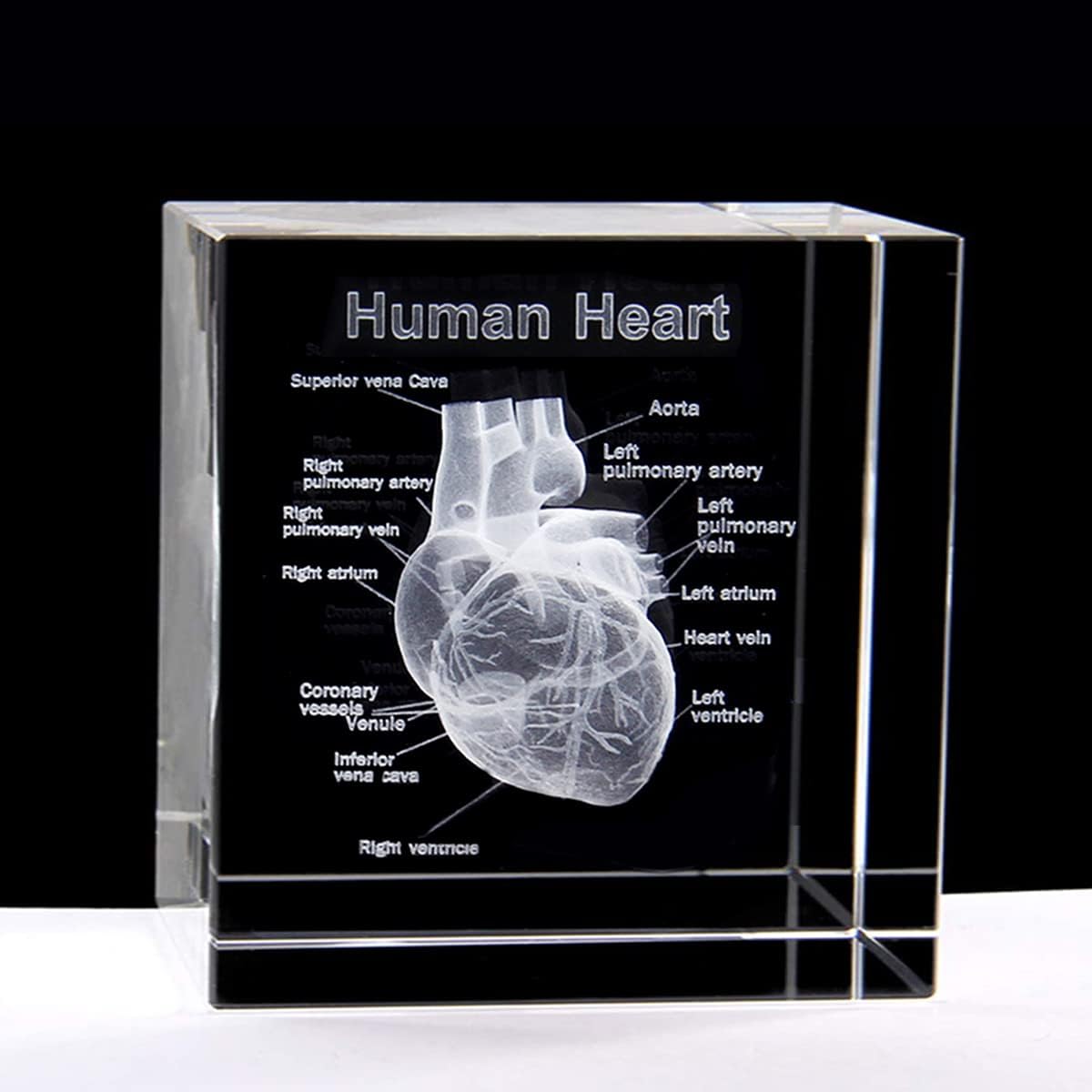 XINDAM 3D Human Heart with Labels Anatomical Model Statue Paperweight(Laser Etched) in Crystal Glass Cube Science Gift (No Included LED Base)(2.3x2.3x2.3 inch)
