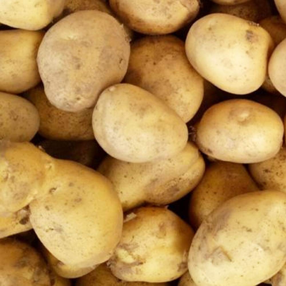 10 X Seed Potatoes Sharpes Express- RHS Award of Garden Merit- for Your Kitchen Garden