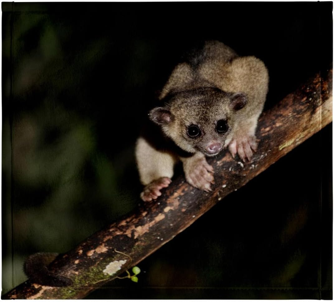 3dRose Kinkajou, Mindo, Andes, Ecuador - SA07 POX1981 - Pete Oxford 22x30 Bath Hand Pool Towel