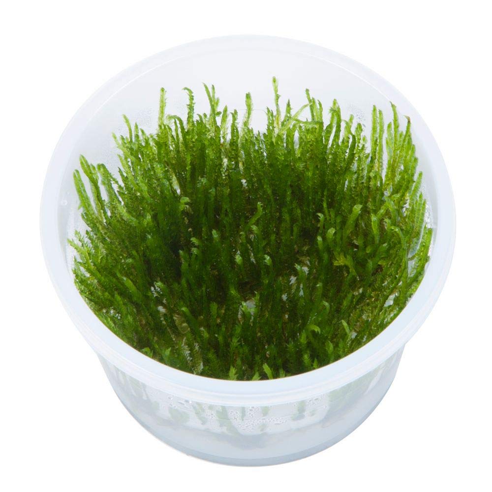 TROPICA Pianta da Acquario Muschio Taxiphyllum 'Spiky' TC in Vitro 1-2 Crescita Piante Acquatiche