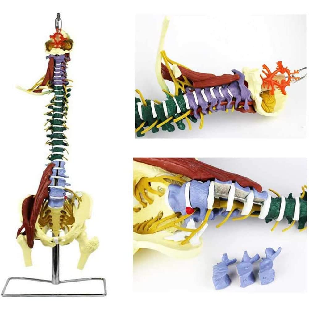 ERCTOO Anatomical Human Spine 1:1 4D Flexible Chiropractic Spine Model Vertebral Column Model with Floor Stand Science Educational Model for Medical Training