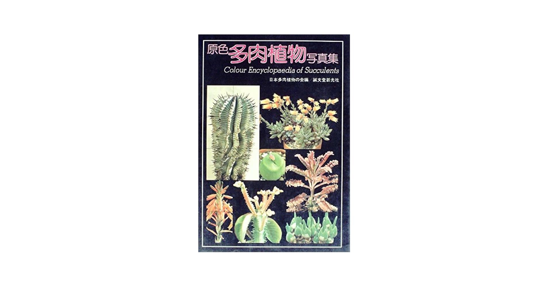 多肉植物写真集 国際多肉植物協会