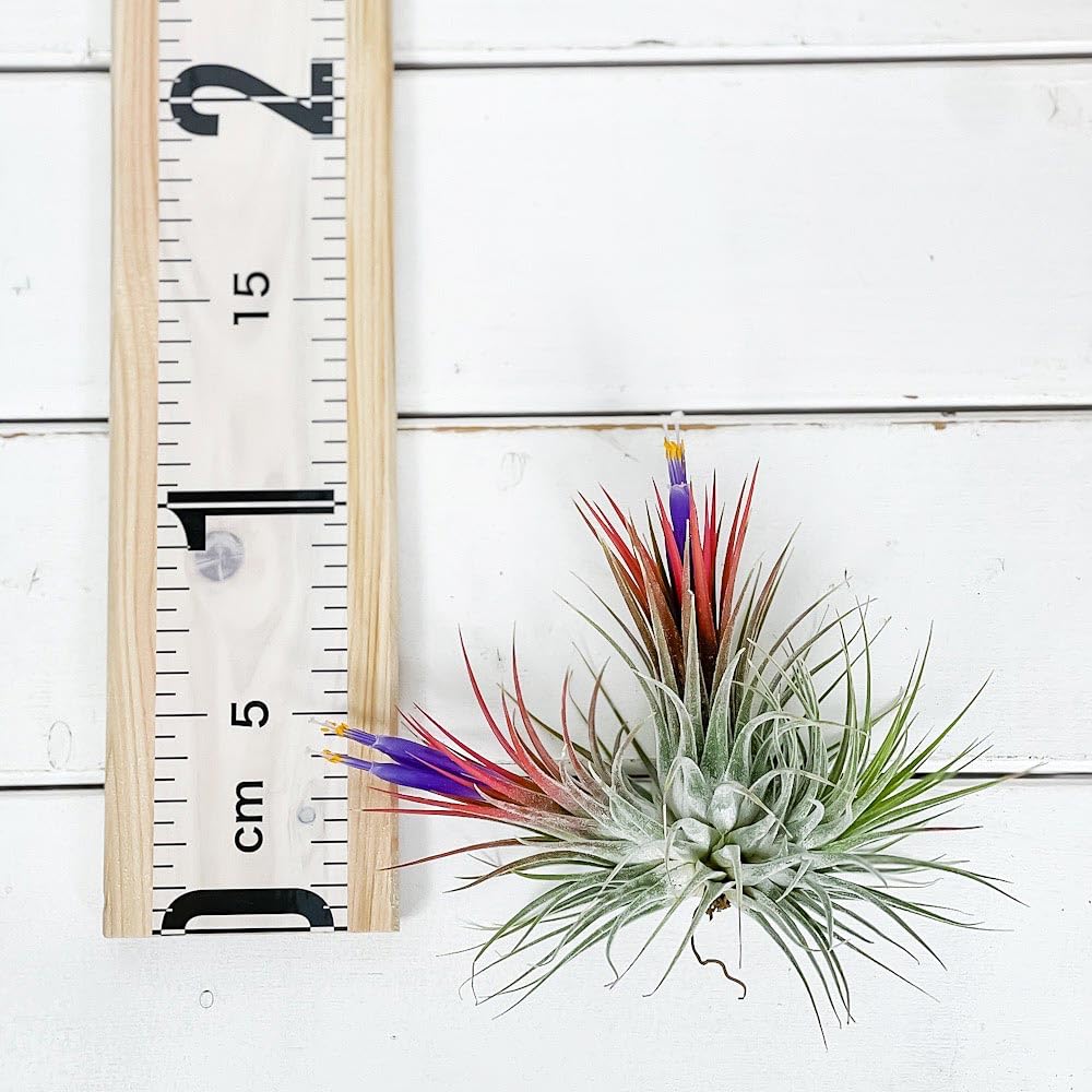 Amazon｜PLANCHU エアプランツ ティランジア イオナンタ クランプ 1株