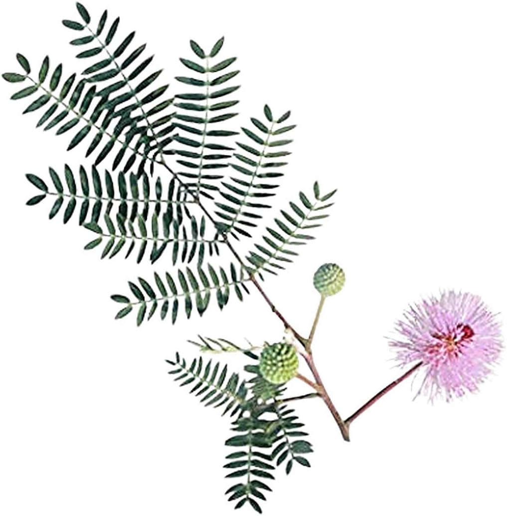 Mimosa Pudica 80 Seeds Sensitive Plant, Shy Touch Me Not
