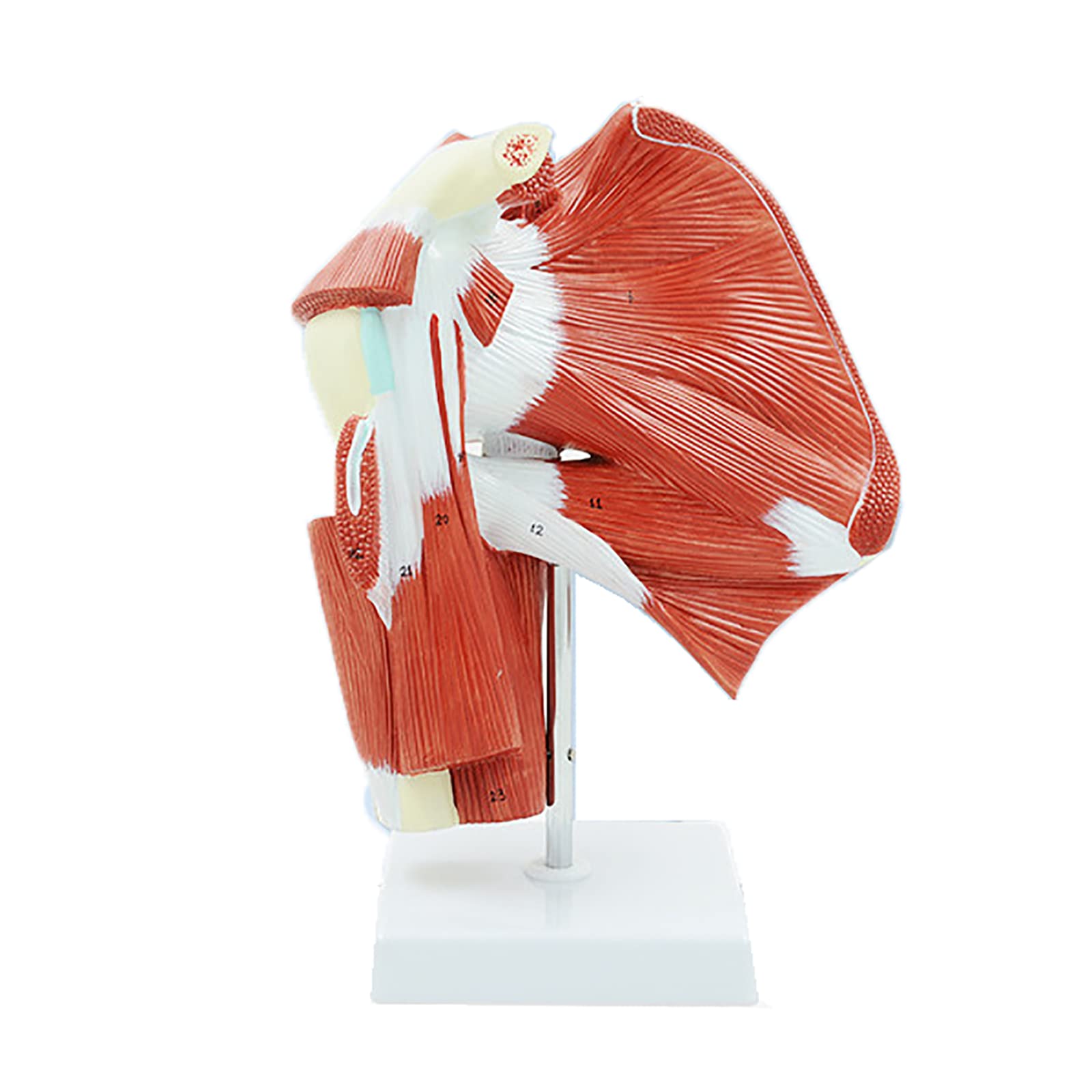 ERICAT Shoulder Joint Model, Human Shoulder Anatomy Model with Base, Shows Complete Shoulder Musculature Of Rotator Cuff To Subscapular Muscles, Accurate Replica, for Medical Education, Demonstration