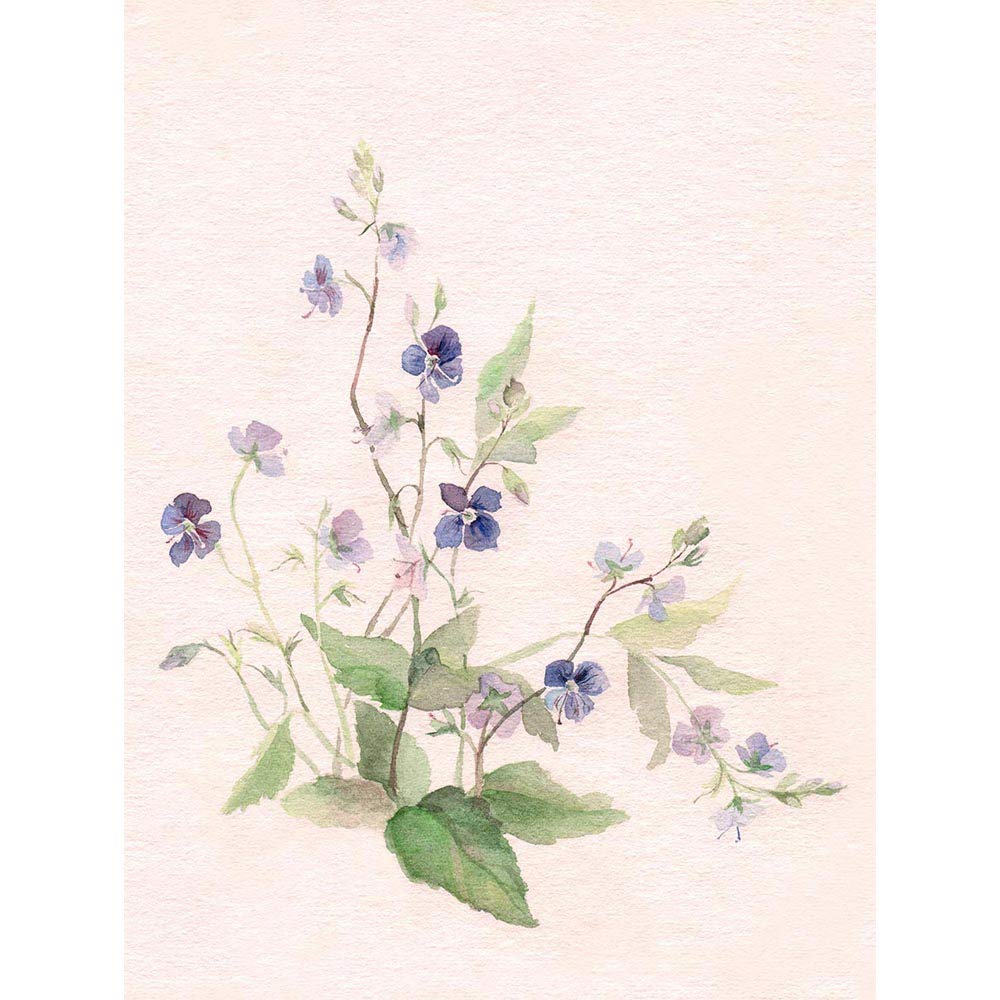 Wee Blue Coo Flower Veronica Watercolour Art Print Poster Wall Decor 12X16 Inch