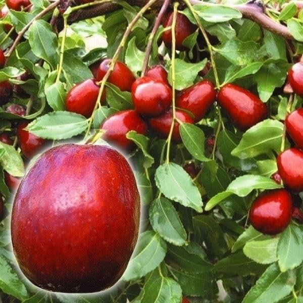 ナツメ苗木 赤い果実 夏収穫　1株 ナツメ苗木 赤い果実 夏収穫 1株