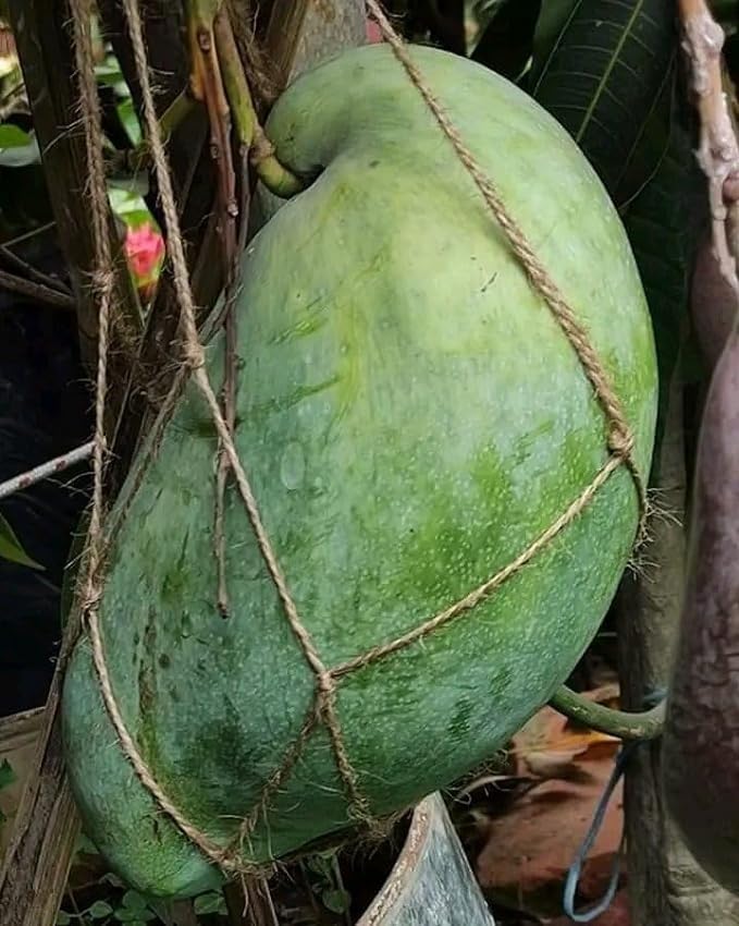 Natura GreenHouse Mango Brunei King Variety Grafted Aam Fruit Live Plants & Tree (23 Feet Size