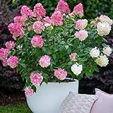 Mixrug Pink Hydrangea Seeds for Planting, 50+pcs Perennial Rare Exotic Ball Hydrangea Flowers Seeds Plants, Non-GMO Heirloom Beauty Home Garden Bloom Flowers in Outdoors