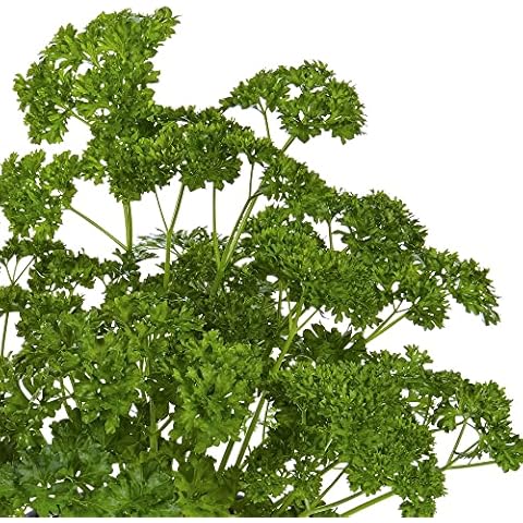 Grandeur Mooskrause 2 Curly Leaf Parsley Cover